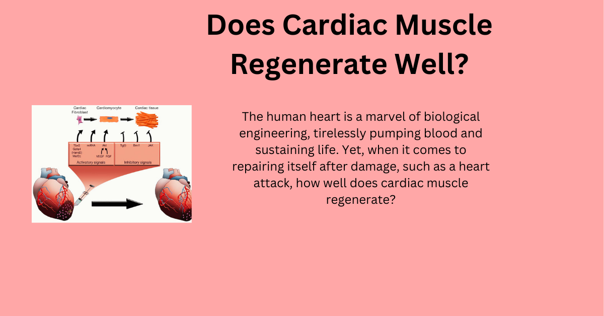 Does Cardiac Muscle Regenerate Well? Exploring the Heart’s Healing Capabilities