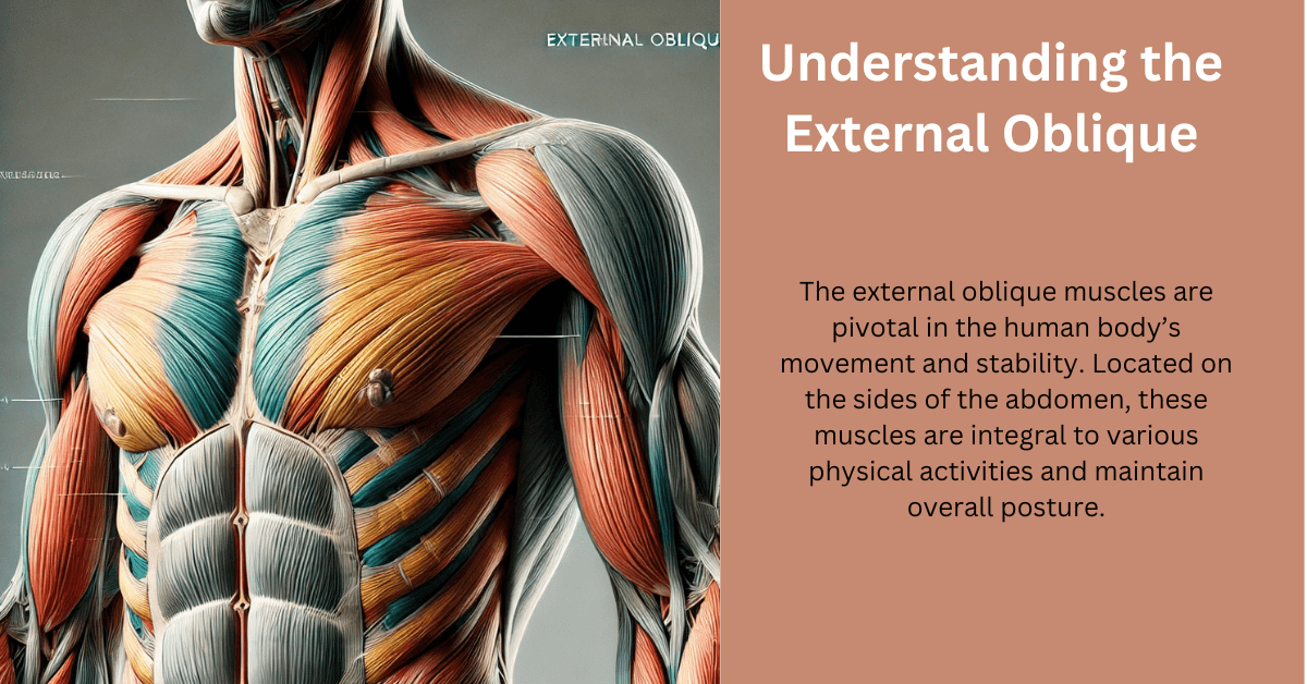 Understanding the External Oblique: A Vital Component of Core Strength